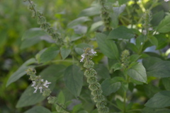 Ocimum americanum